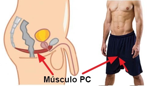 Como Combatir la Eyaculación Precoz Fortaleciendo el Músculo Pc con Ejercicios Kegel para Hombres